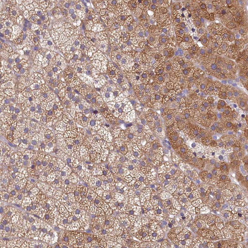 SPATA2L Antibody - BSA Free Immunohistochemistry-Paraffin: SPATA2L Antibody [NBP2-47265]