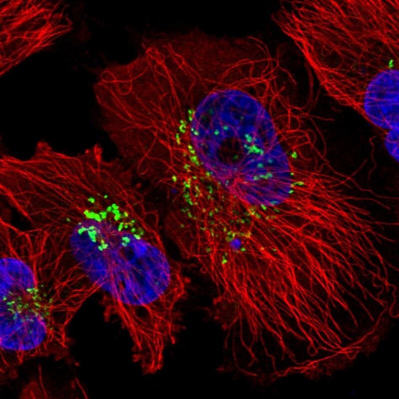 SDF4 Antibody - BSA Free Immunocytochemistry/ Immunofluorescence: SDF4 Antibody [NBP2-47284]