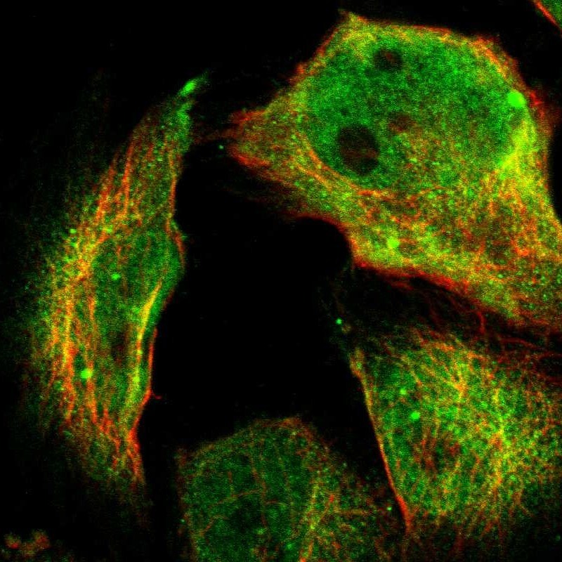 SCAP2 Antibody Immunocytochemistry/Immunofluorescence: SCAP2 Antibody [NBP2-47288]