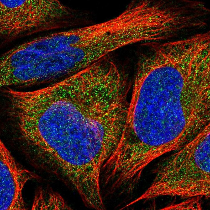 RIC8A Antibody - BSA Free Immunocytochemistry/ Immunofluorescence: RIC8A Antibody [NBP2-47304]