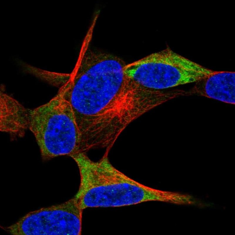 NACAD Antibody - BSA Free Immunocytochemistry/ Immunofluorescence: NACAD Antibody [NBP2-47363]