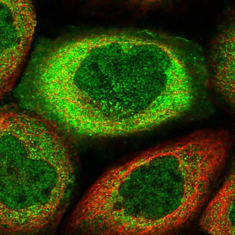 MIER2 Antibody - BSA Free Immunocytochemistry/ Immunofluorescence: MIER2 Antibody [NBP2-47372]