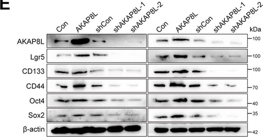 HA95/AKAP8L Antibody - BSA Free