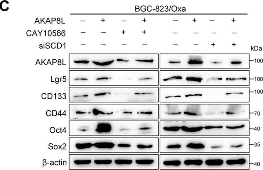 HA95/AKAP8L Antibody - BSA Free