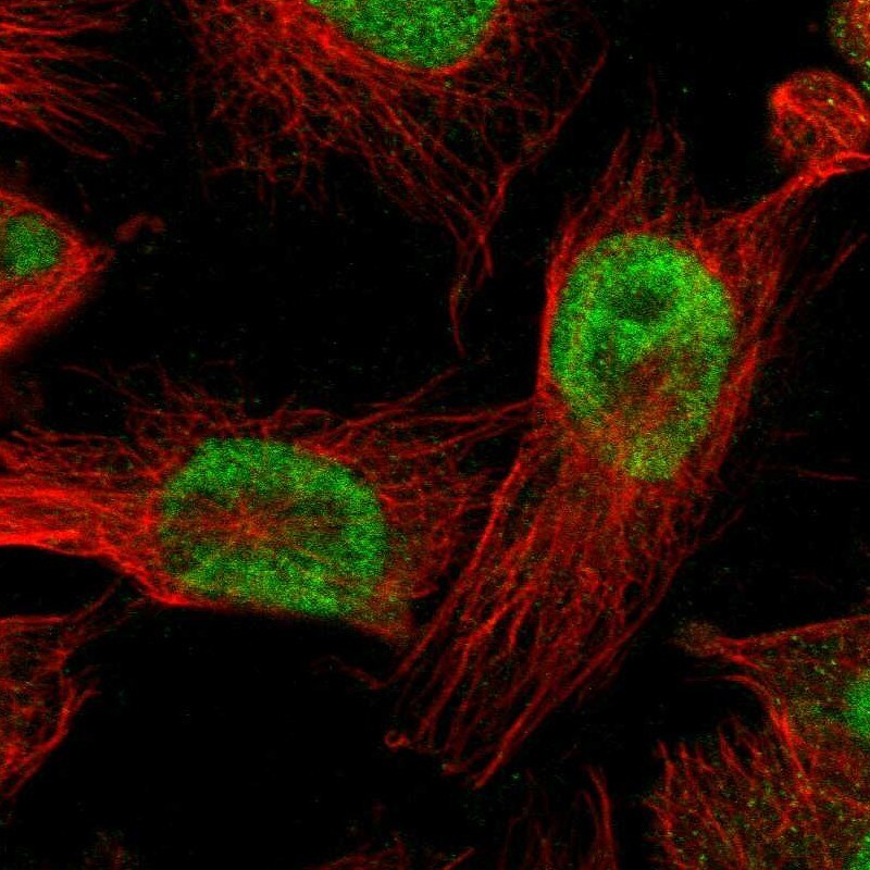 BBX Antibody - BSA Free Immunocytochemistry/ Immunofluorescence: BBX Antibody [NBP2-47542]