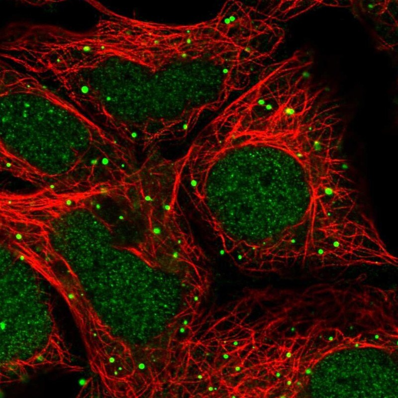 ZNF266 Antibody - BSA Free Immunocytochemistry/ Immunofluorescence: ZNF266 Antibody [NBP2-47567]