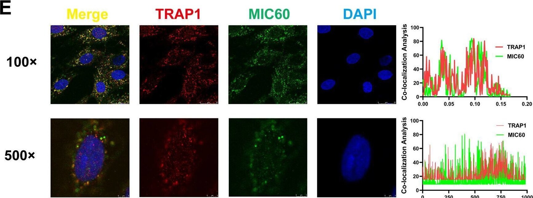 TRAP1 Antibody - BSA Free