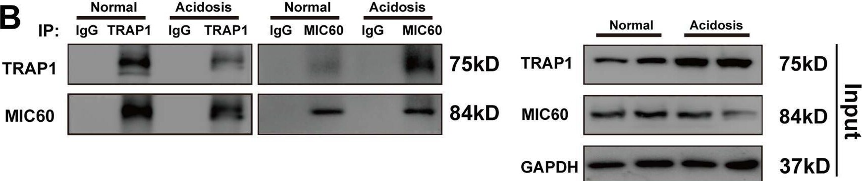 TRAP1 Antibody - BSA Free