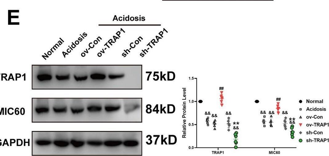 TRAP1 Antibody - BSA Free