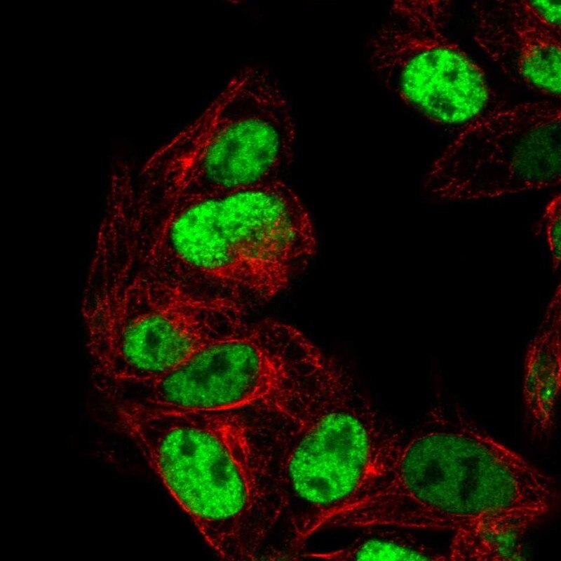 PEG3 Antibody Immunocytochemistry/Immunofluorescence: PEG3 Antibody [NBP2-47624] -