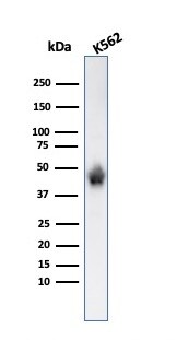Glycophorin A Antibody (SPM599) - Azide and BSA Free Western Blot: Glycophorin A Antibody (SPM599) - Azide and BSA Free [NBP2-47719] -