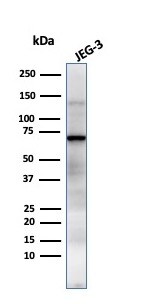 Alkaline Phosphatase/ALPP Antibody (GM022) - Azide and BSA Free Western Blot: Alkaline Phosphatase/ALPP Antibody (GM022) - Azide and BSA Free [NBP2-47992] -