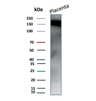 Fibronectin Antibody (568) - Azide and BSA Free Western Blot: Fibronectin Antibody (568) - Azide and BSA Free [NBP2-48018] -