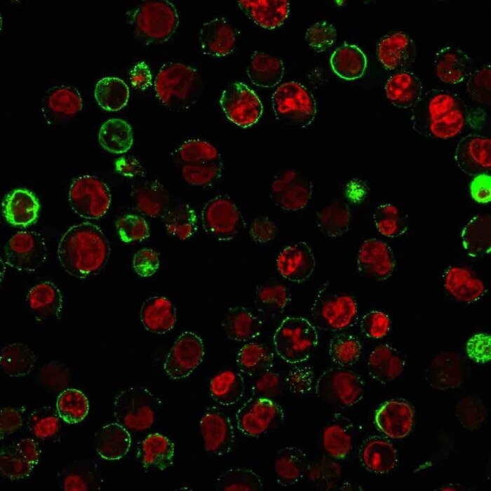 CD74 Antibody (LN-2 + CLIP/813) - IHC-Prediluted Immunocytochemistry/ Immunofluorescence: CD74 Antibody (LN-2 + CLIP/813) - IHC-Prediluted [NBP2-48027] -