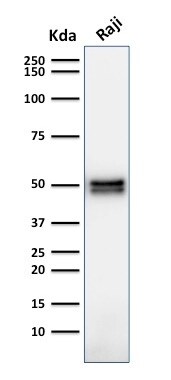 CD79A Antibody (HM47/A9) - IHC-Prediluted Western Blot: CD79A Antibody (HM47/A9) - IHC-Prediluted [NBP2-48028] -