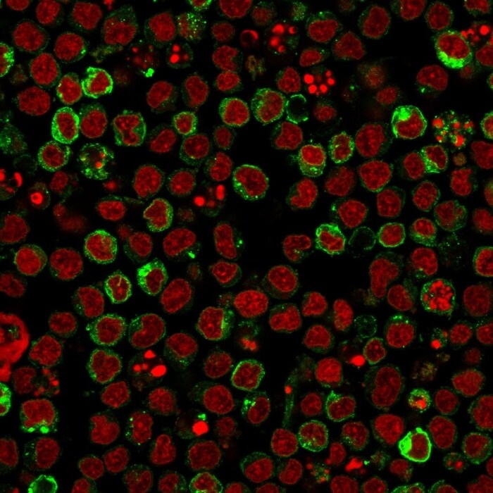 HLA-DR Antibody (LN-3) - IHC-Prediluted Immunocytochemistry/ Immunofluorescence: HLA-DR Antibody (LN-3) - IHC-Prediluted [NBP2-48112] -