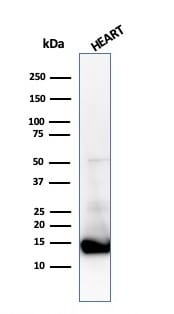 Cytochrome c Antibody (CTC05) - IHC-Prediluted Western Blot: Cytochrome c Antibody (CTC05) - IHC-Prediluted [NBP2-48148] -