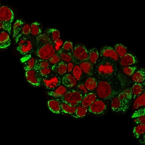 HSP60 Antibody (HSPD1/780) - IHC-Prediluted Immunocytochemistry/ Immunofluorescence: HSP60 Antibody (HSPD1/780) - IHC-Prediluted [NBP2-48187] -
