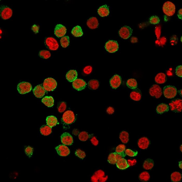 ZAP70 Antibody (2F3.2) - IHC-Prediluted Immunocytochemistry/ Immunofluorescence: ZAP70 Antibody (2F3.2) - IHC-Prediluted [NBP2-48224] -