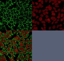 Mitochondria Antibody (AE-1) - IHC-Prediluted Immunocytochemistry/ Immunofluorescence: Mitochondria Antibody (AE-1) - IHC-Prediluted [NBP2-48282] -