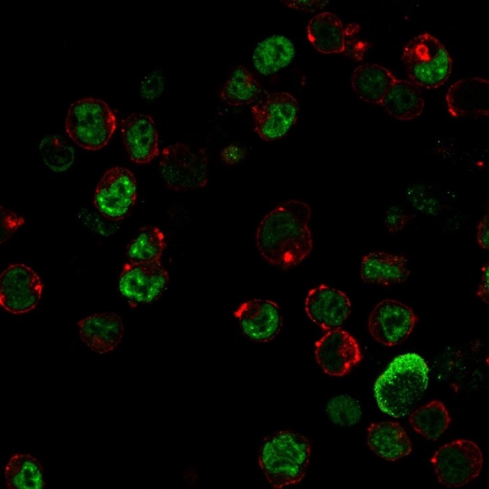 NF-L Antibody (NR-4) - IHC-Prediluted Immunocytochemistry/ Immunofluorescence: NF-L Antibody (NR-4) - IHC-Prediluted [NBP2-48292] -