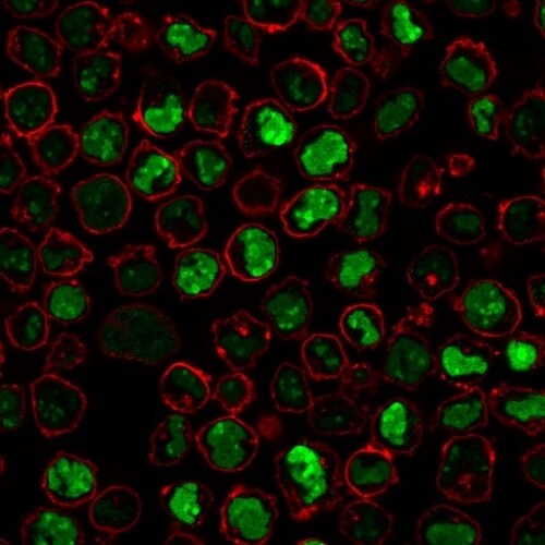 Nucleolin Antibody (SPM614) - IHC-Prediluted Immunocytochemistry/ Immunofluorescence: Nucleolin Antibody (SPM614) - IHC-Prediluted [NBP2-48318] -