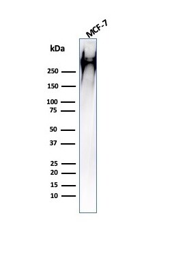 MUC1 Antibody (HMPV) - IHC-Prediluted Western Blot: MUC1 Antibody (HMPV) - IHC-Prediluted [NBP2-48359] -