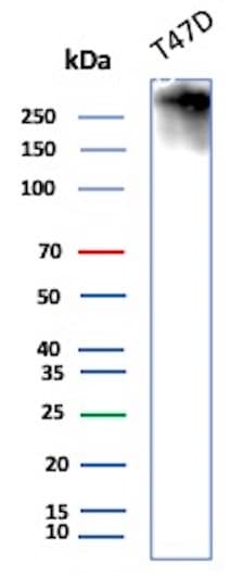 MUC1 Antibody (HMPV) - IHC-Prediluted Western Blot: MUC1 Antibody (HMPV) - IHC-Prediluted [NBP2-48359] -