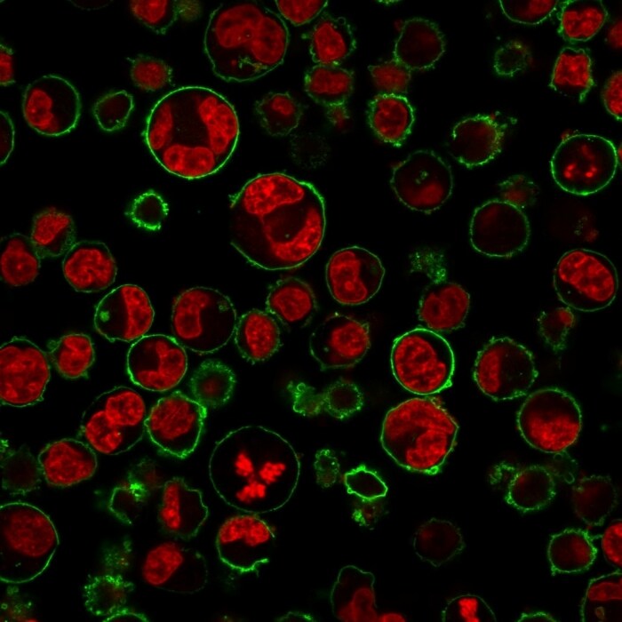 CD43/Sialophorin Antibody (84-3C1) - IHC-Prediluted Immunocytochemistry/ Immunofluorescence: CD43/Sialophorin Antibody (84-3C1) - IHC-Prediluted [NBP2-48380] -