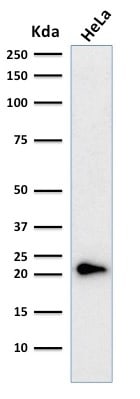 p21/CIP1/CDKN1A Antibody (CIP1/823 + DCS-60.2) - IHC-Prediluted Western Blot: p21/CIP1/CDKN1A Antibody (CIP1/823 + DCS-60.2) - IHC-Prediluted [NBP2-48384] -