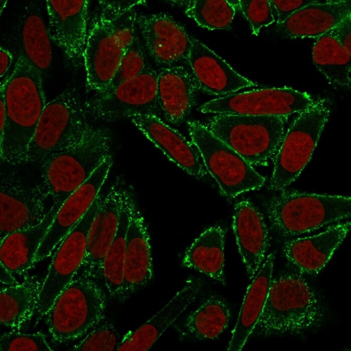 CD44 Antibody (HCAM/918) - IHC-Prediluted Immunocytochemistry/ Immunofluorescence: CD44 Antibody (HCAM/918) - IHC-Prediluted [NBP2-48408] -