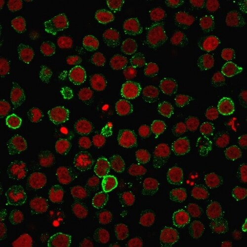 CD45RA Antibody (PTPRC/818) - IHC-Prediluted Immunocytochemistry/ Immunofluorescence: CD45RA Antibody (PTPRC/818) - IHC-Prediluted [NBP2-48441] -