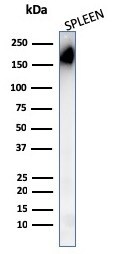 CD45RA Antibody (PTPRC/1148) - IHC-Prediluted Western Blot: CD45RA Antibody (PTPRC/1148) - IHC-Prediluted [NBP2-48451] -