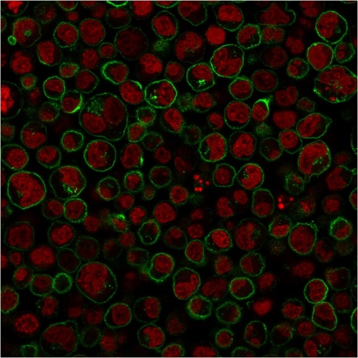 CD45RA Antibody (111-1C5) - IHC-Prediluted Immunocytochemistry/ Immunofluorescence: CD45RA Antibody (111-1C5) - IHC-Prediluted [NBP2-48452] -