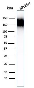 CD45RA Antibody (SPM504) - IHC-Prediluted Western Blot: CD45RA Antibody (SPM504) - IHC-Prediluted [NBP2-48453] -