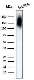 CD45RB Antibody (PTPRC/1132) - IHC-Prediluted Western Blot: CD45RB Antibody (PTPRC/1132) - IHC-Prediluted [NBP2-48459] -