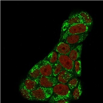 TOP1MT Antibody (TOP1MT/488) - IHC-Prediluted Immunocytochemistry/ Immunofluorescence: TOP1MT Antibody (TOP1MT/488) - IHC-Prediluted [NBP2-48472] -