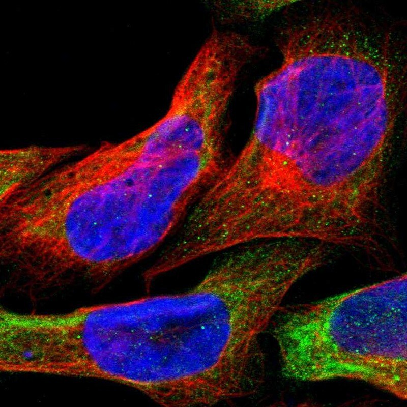 FMN1 Antibody - BSA Free Immunocytochemistry/ Immunofluorescence: FMN1 Antibody [NBP2-48499]