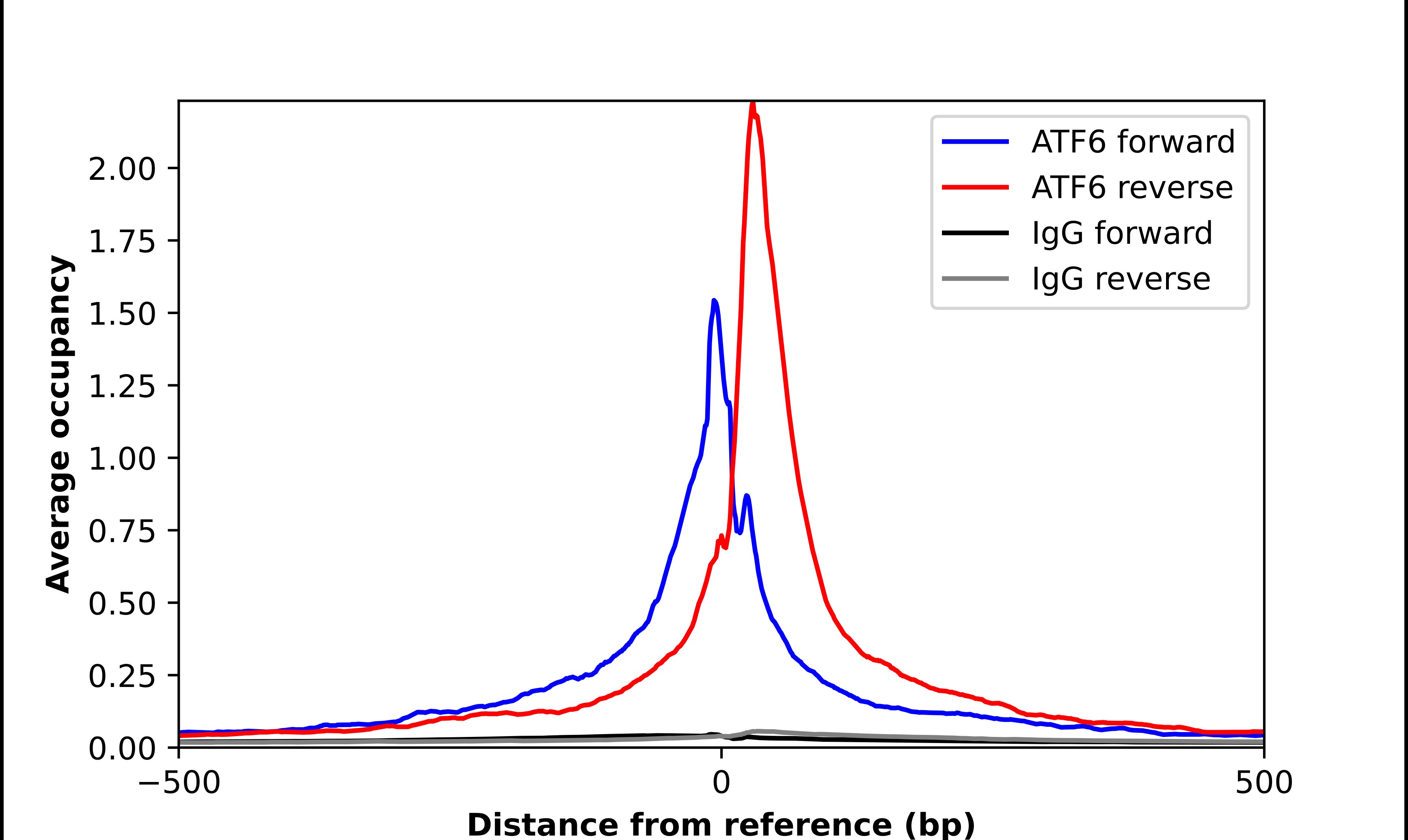 ATF6 Antibody - BSA Free Chromatin Immunoprecipitation ChIP: ATF6 Antibody - BSA Free