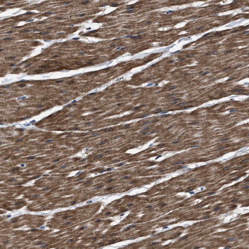 BAG2 Antibody - BSA Free Immunohistochemistry-Paraffin: BAG2 Antibody [NBP2-48541]