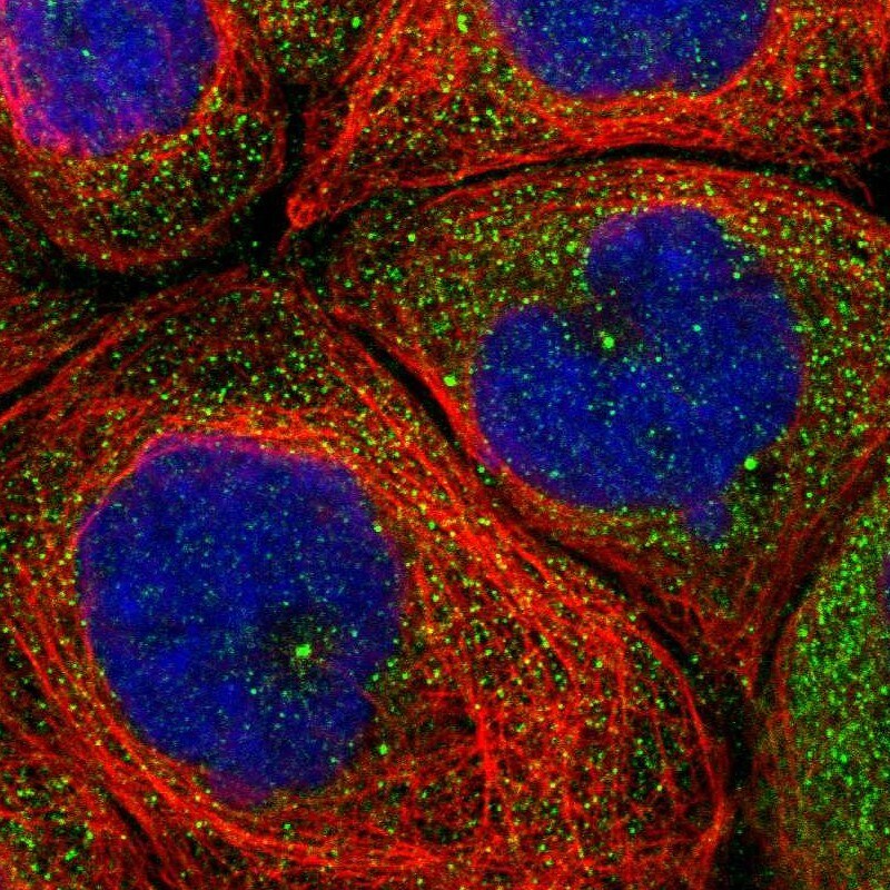 CEP110 Antibody - BSA Free Immunocytochemistry/ Immunofluorescence: CEP110 Antibody [NBP2-48546]