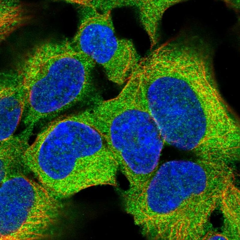 PDK-1 Antibody - BSA Free Immunocytochemistry/ Immunofluorescence: PDK-1 Antibody - BSA Free [NBP2-48631]