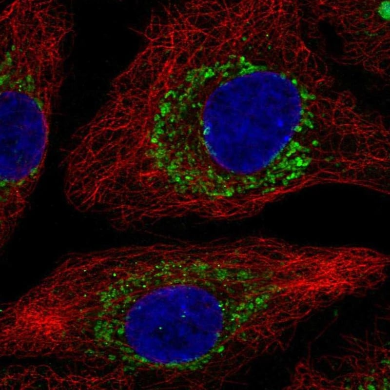 ZBTB3 Antibody - BSA Free Immunocytochemistry/ Immunofluorescence: ZBTB3 Antibody [NBP2-48636]