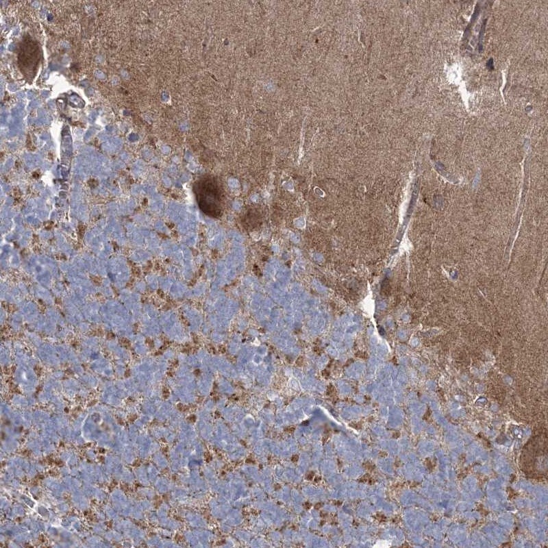 ARSJ Antibody - BSA Free Immunohistochemistry-Paraffin: ARSJ Antibody [NBP2-48658]