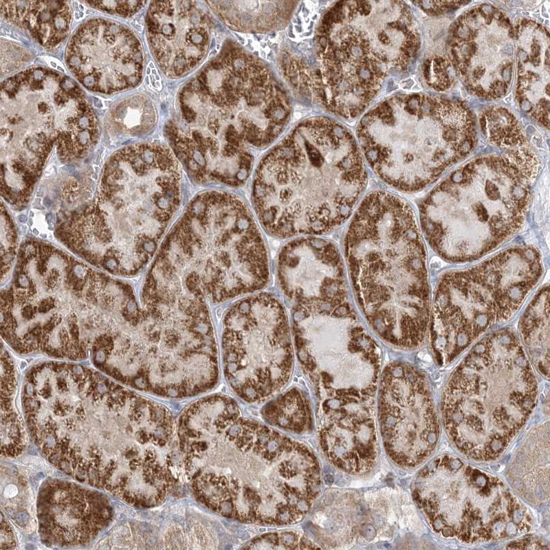 INPP1 Antibody - BSA Free Immunohistochemistry-Paraffin: INPP1 Antibody [NBP2-48662]