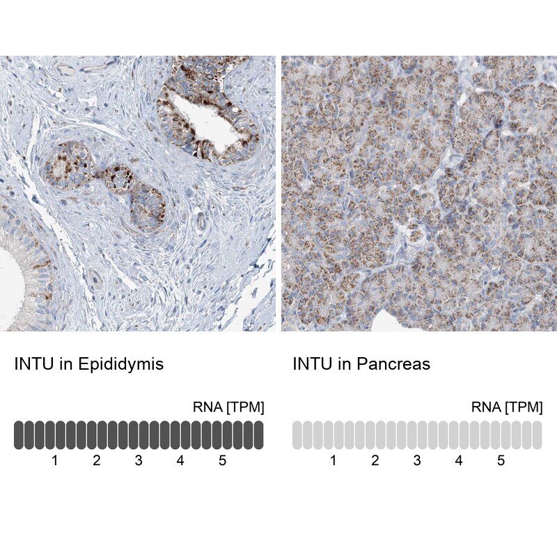 INTU Antibody - BSA Free Immunohistochemistry: INTU Antibody - BSA Free [NBP2-48663]