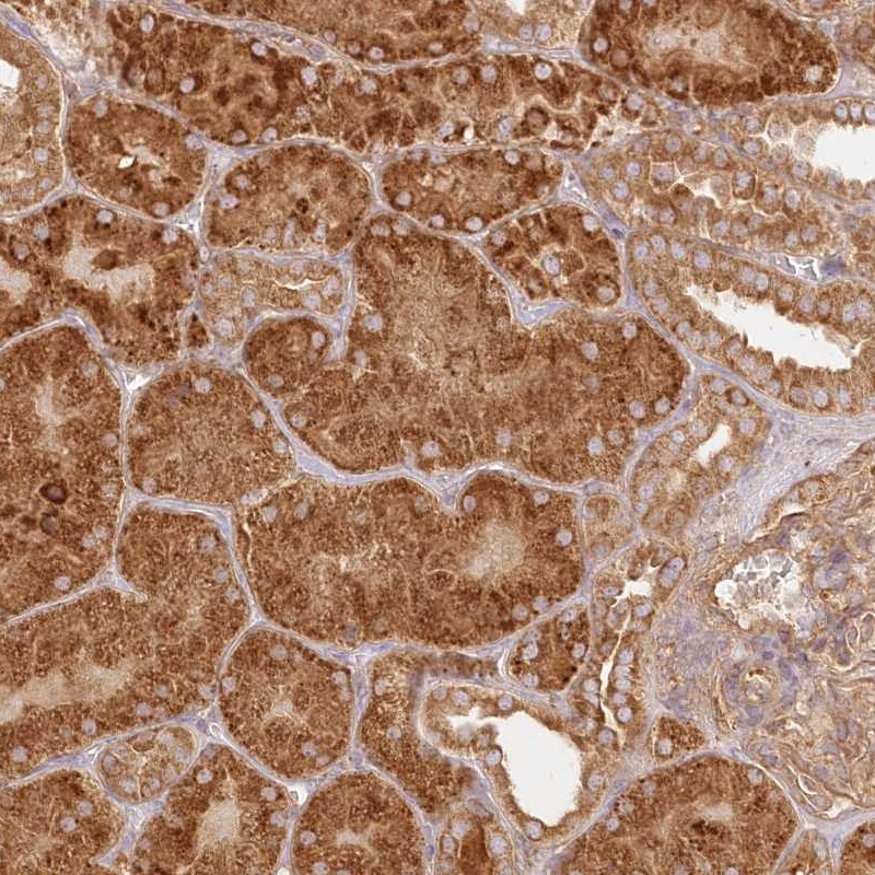 KIAA0232 Antibody - BSA Free Immunohistochemistry-Paraffin: KIAA0232 Antibody [NBP2-48668]