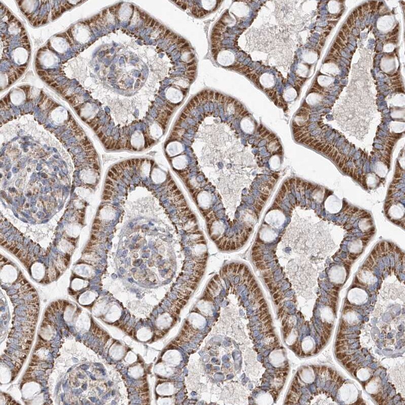 OPA1 Antibody - BSA Free Immunohistochemistry-Paraffin: OPA1 Antibody [NBP2-48669]