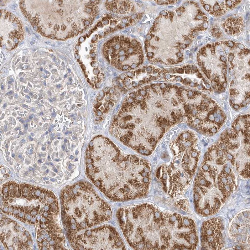 OPA1 Antibody - BSA Free Immunohistochemistry-Paraffin: OPA1 Antibody [NBP2-48669]