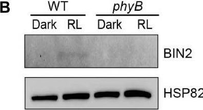 BIN2 Antibody - BSA Free